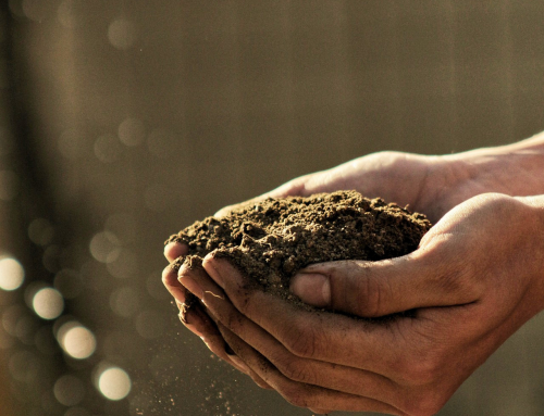 Newsletter – “Terre”, mon féminin, que nous avons en commun