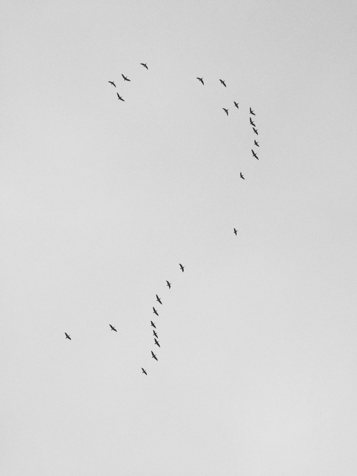 vol d'oiseau